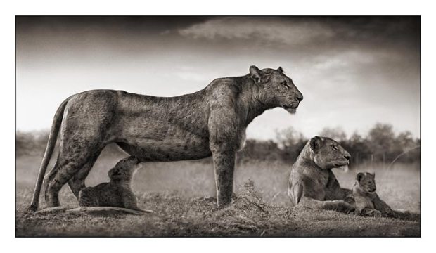 10_Lioness-with-Cub-Feeding